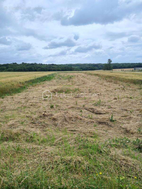 Terrain à TORFOU