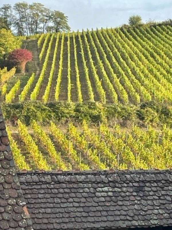 Photo 4 - Maison à RIQUEWIHR