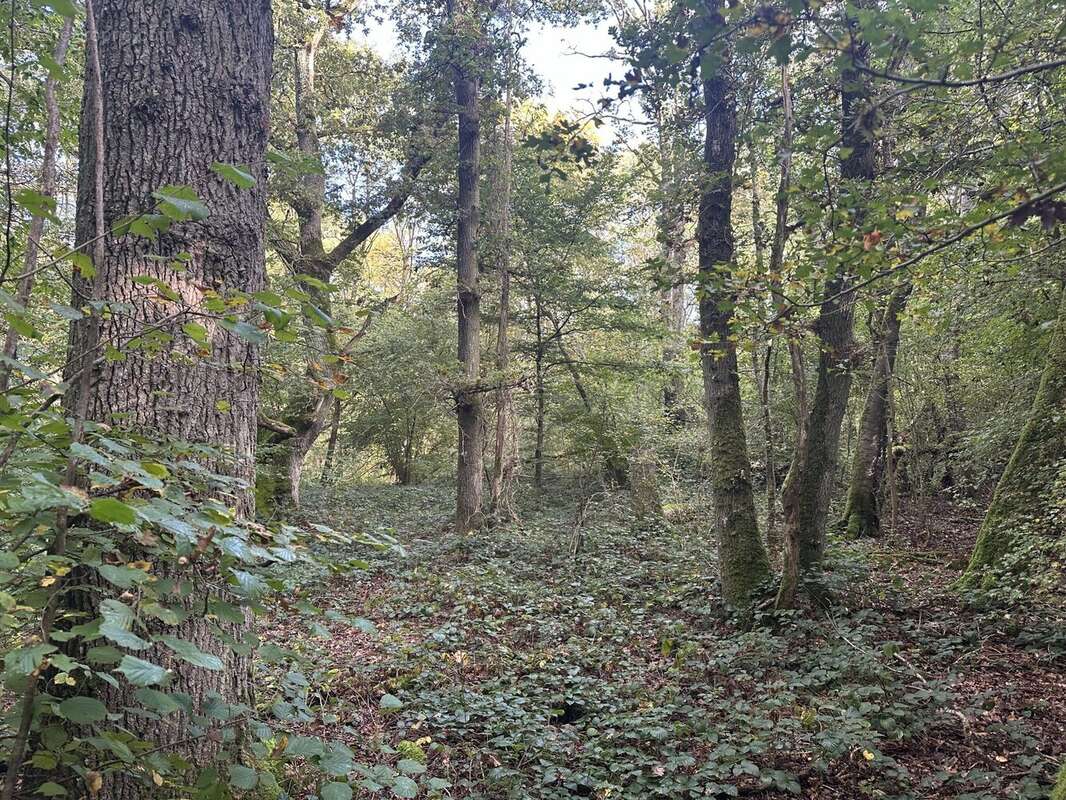 Terrain à BOISSISE-LE-ROI