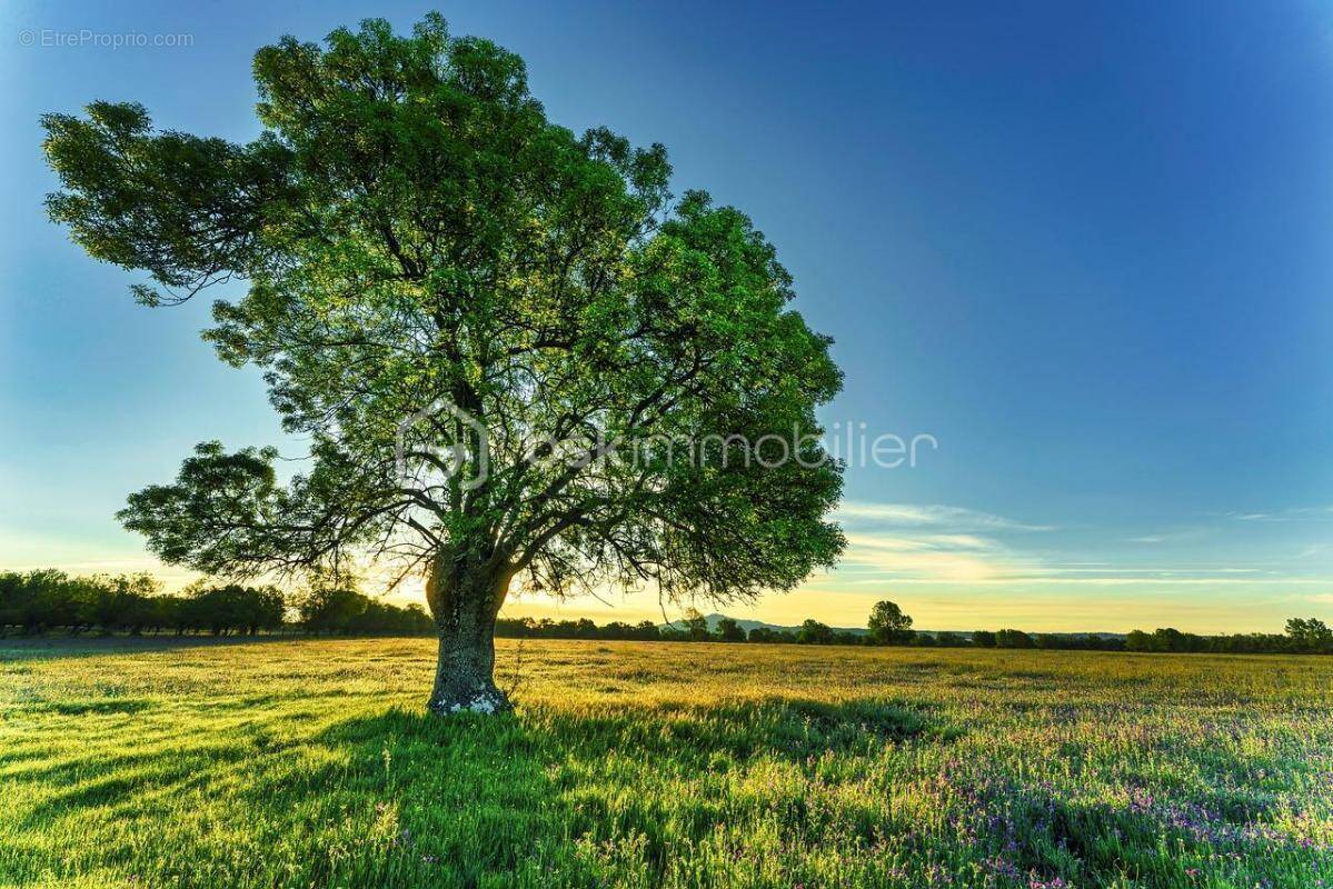 Terrain à JUIGNE-SUR-LOIRE