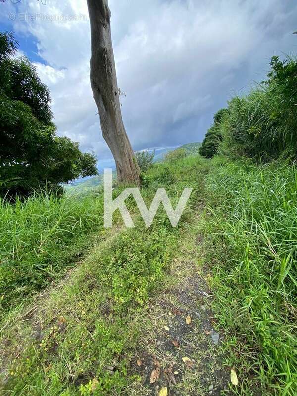 Terrain à LE MORNE-VERT