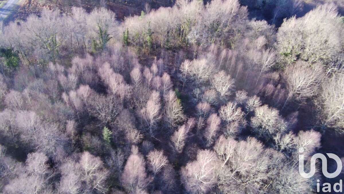 Photo 9 - Terrain à MARCILLAC-LA-CROISILLE