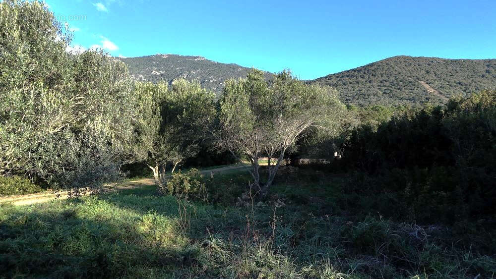 Terrain à FIGARI