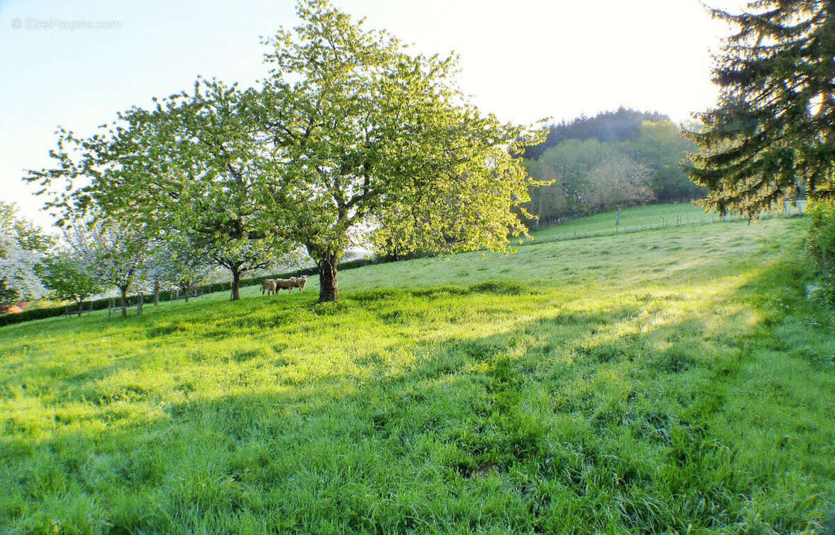 Photo 4 - Maison à THIZY