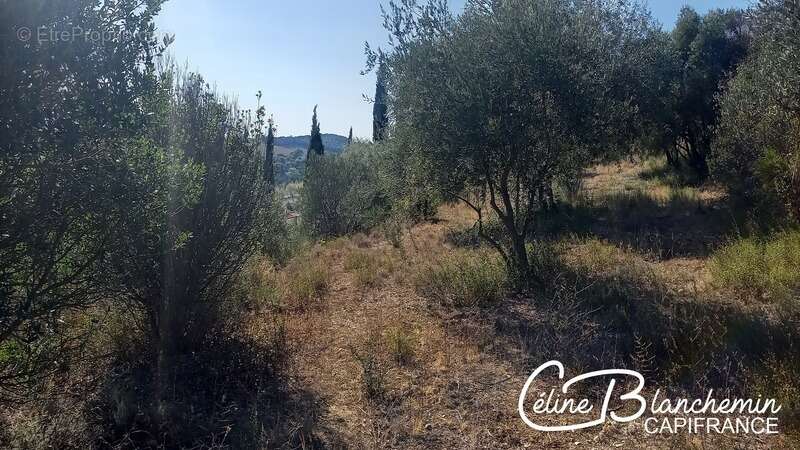 Terrain à LIMOUX