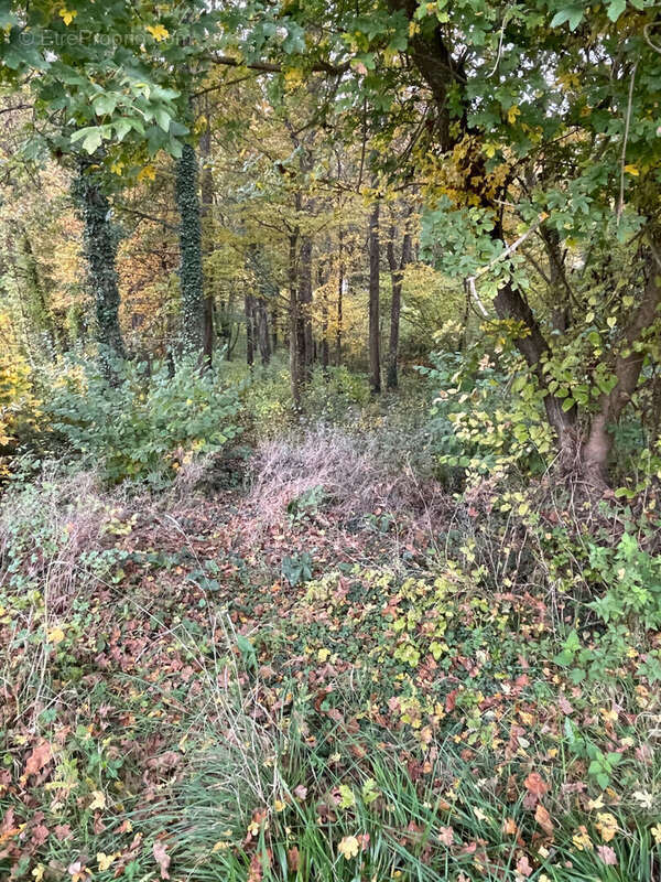 Terrain à FONTAINE-LE-PORT