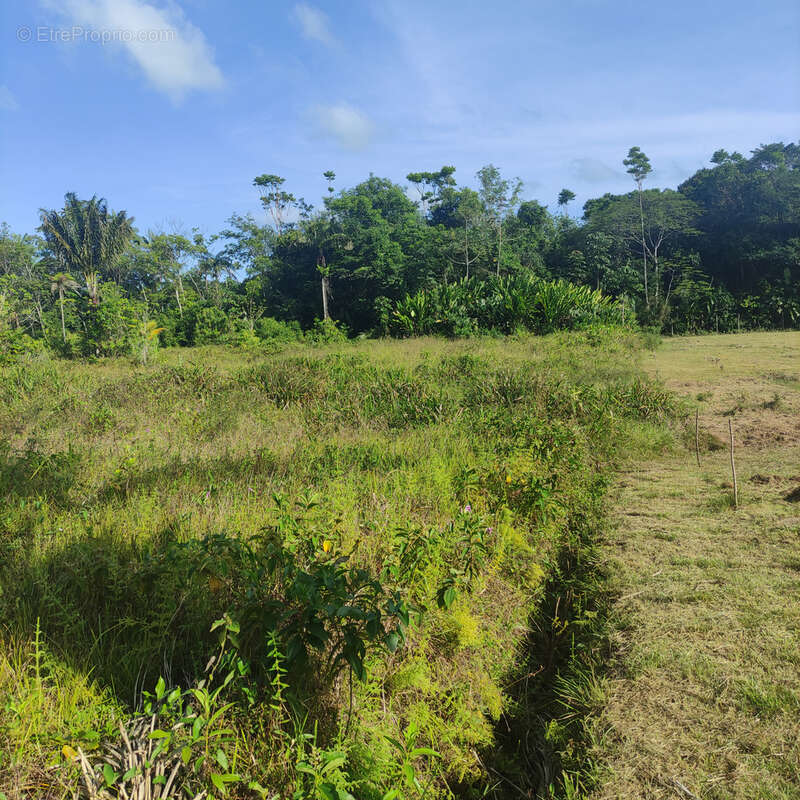 Terrain à MATOURY