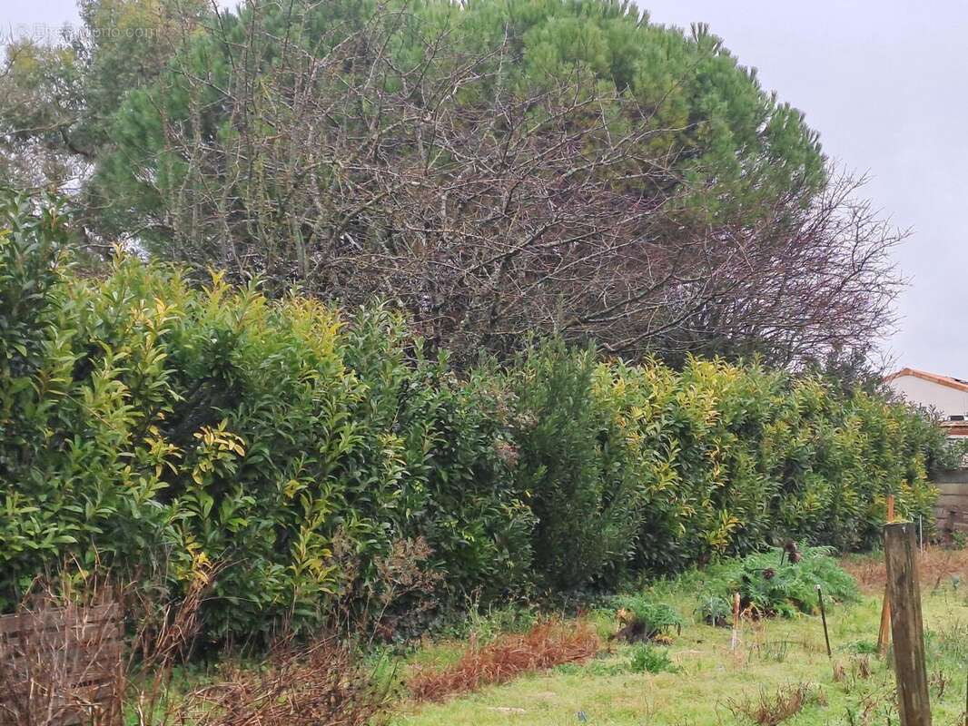 Terrain à SAINT-SULPICE-DE-ROYAN