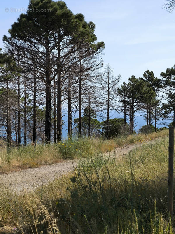 Terrain à CERBERE