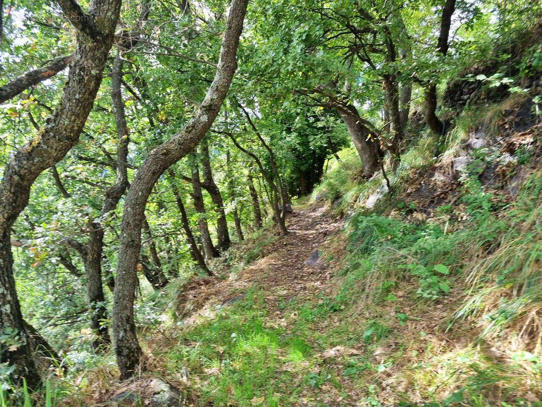 Terrain à BELVEDERE