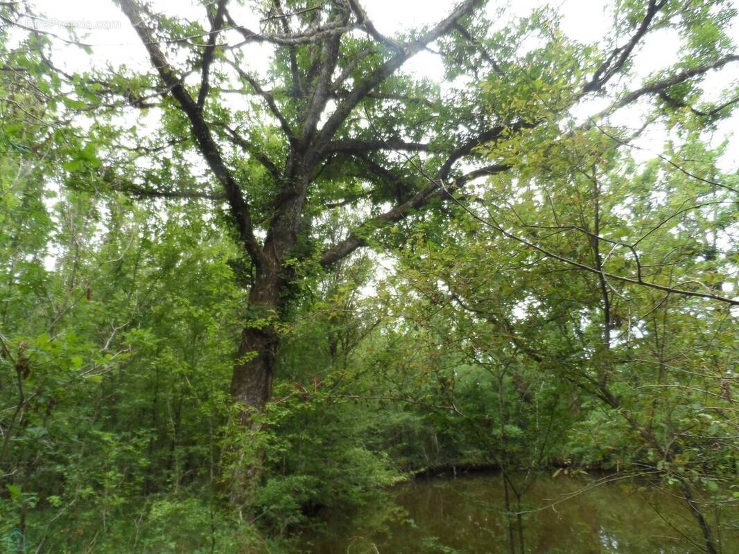 Terrain à CHENAUD