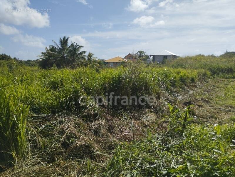 Terrain à ANSE-BERTRAND