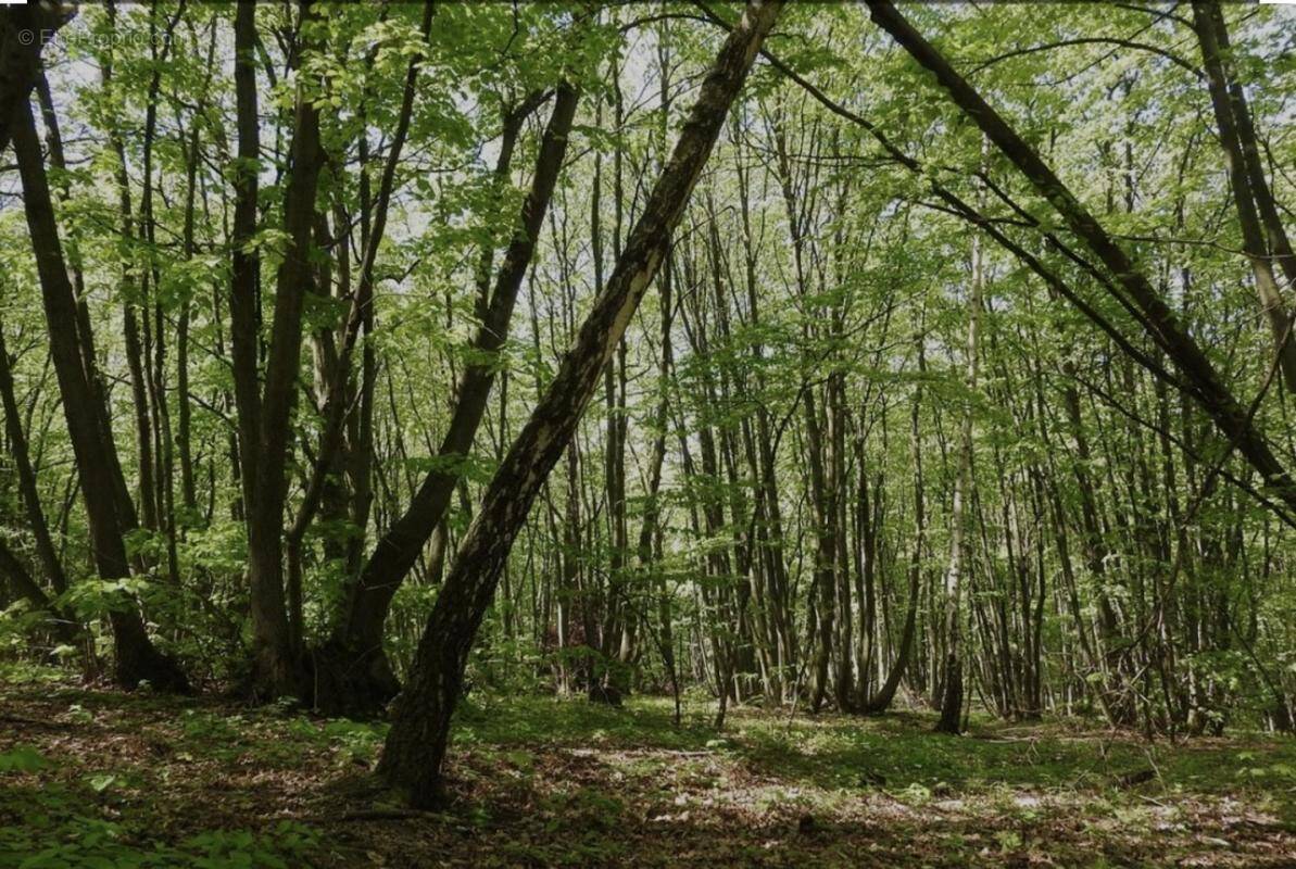 Terrain à MOYAUX