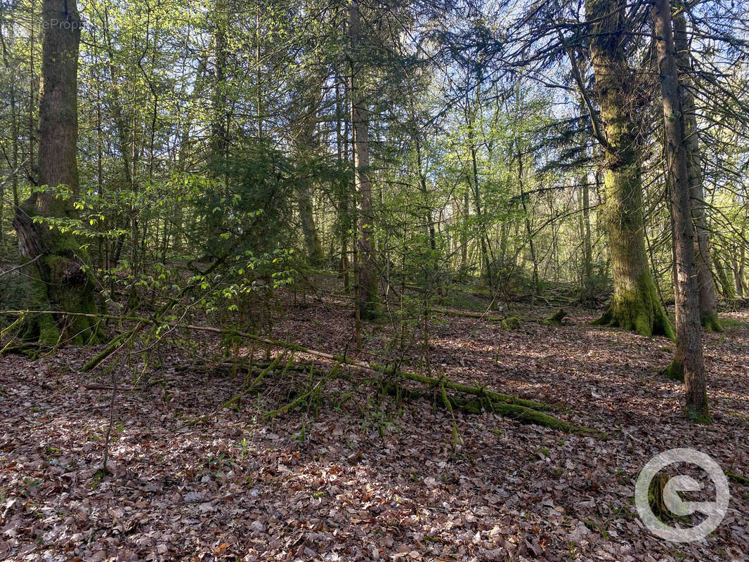 Terrain à DUN-LES-PLACES