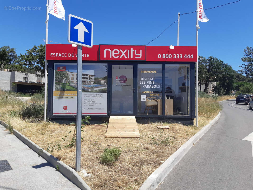 Les pins parasols à Bormes Les Mimosas